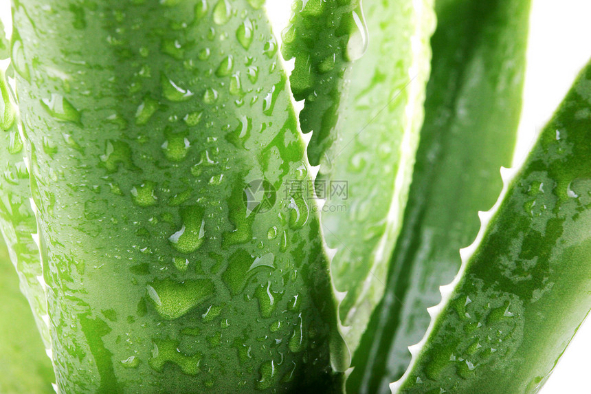 详细介绍叶子的外阴叶植物学宏观植物治愈库存免版税脊柱树叶愈合照片图片