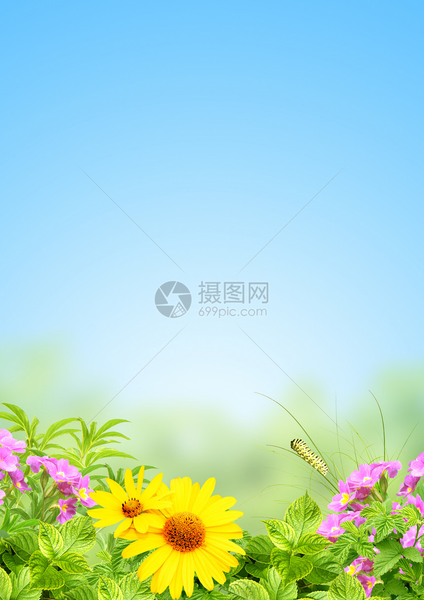 夏季框架环境生活自然植物群毛虫蓝色生长天空幼苗叶子图片
