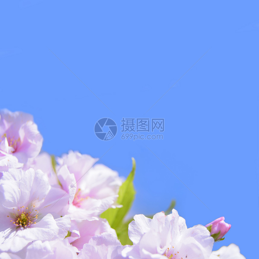 蓝天背景的春花樱花花流星花瓣晴天花园季节植物蓝色叶子植物群生长樱花图片