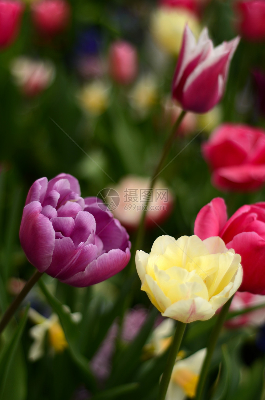 春季郁金香花公园宏观园艺季节花园郁金香紫色植物群叶子紫丁香图片