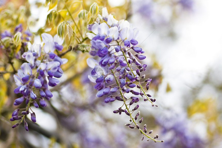 中国紫藤或紫藤中华下雨花朵蓝色凉棚紫色植物群衬套花园植物登山者图片