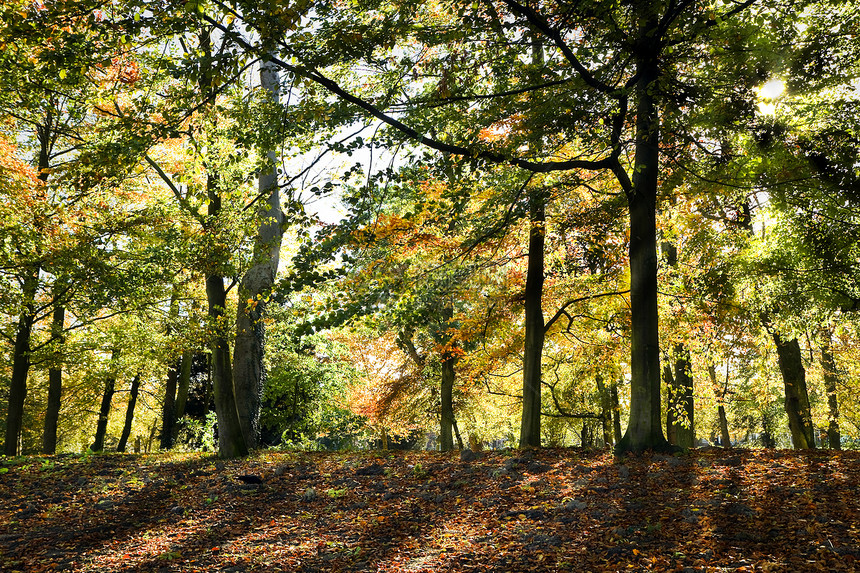 秋天的阳光照耀着树木叶子森林树叶晴天橙子公园地面季节性金子红色图片