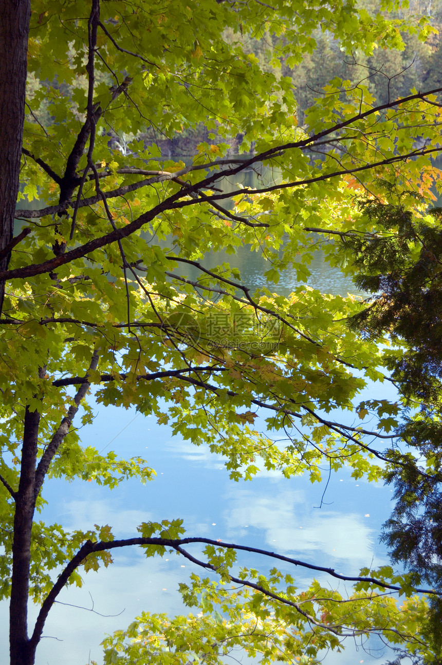 树叶晴天树木蓝色黄色叶子分支机构绿色森林植物学植物图片