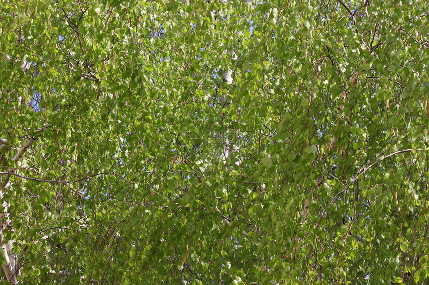 树枝树叶植物群叶子分支机构绿色图片