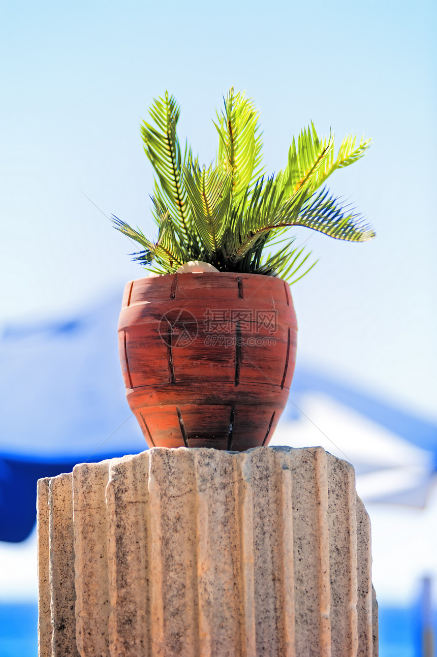 古代柱子上的红色粘土锅中的热带植物图片