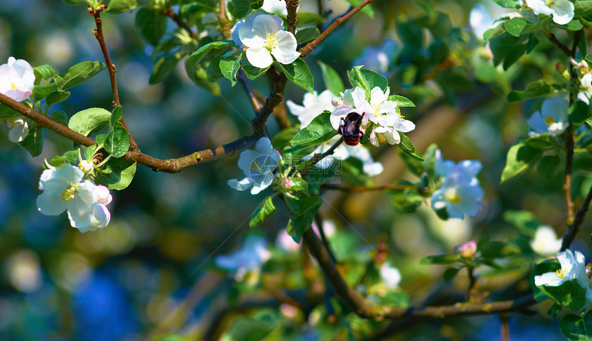 开花苹果树昆虫公园水果花瓣叶子青菜天空蓝色晴天生长图片
