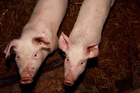 两只猪食物背景图片