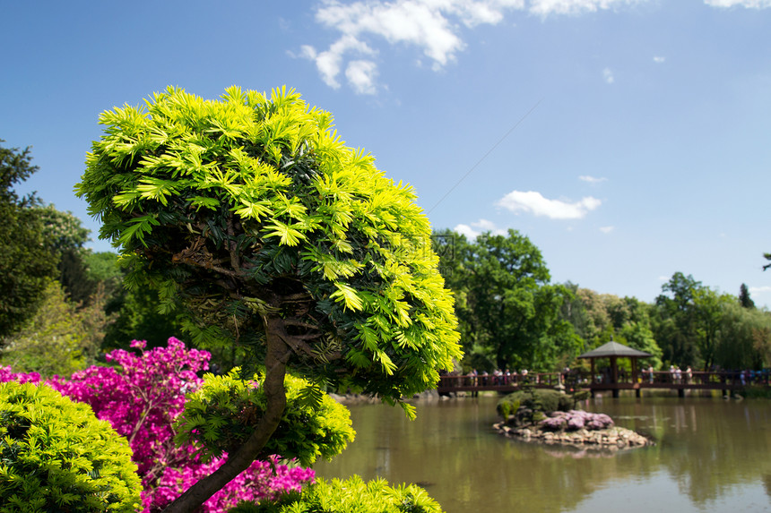 日本花园中美丽的植物群落图片