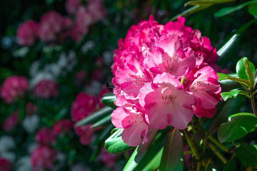 特写 选择性焦点雌蕊花瓣花朵粉红色公园植物学生长萼片植物绿色图片