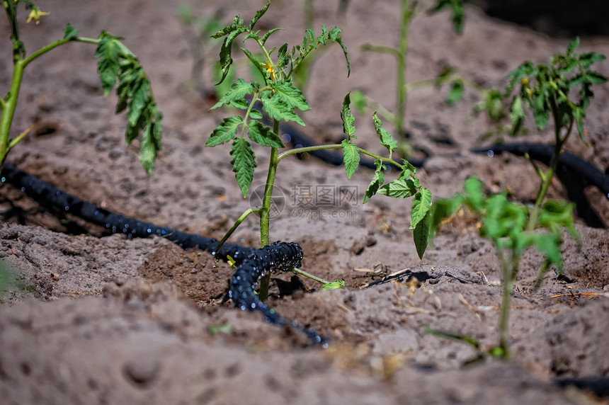 黑色灌水管液体土壤灌溉植物阳光叶子食物绿色溪流幼苗图片