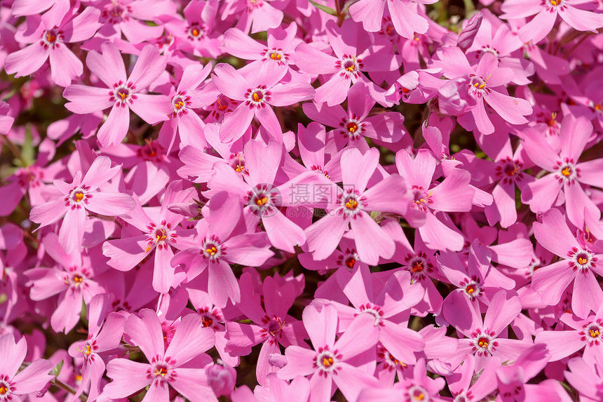 粉红花背景或背景公园植物群场地粉色生长团体花店花期花瓣季节图片