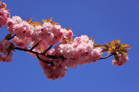 有粉红花的树白色果树季节果园农业水果文化紫色雌蕊锯齿背景图片
