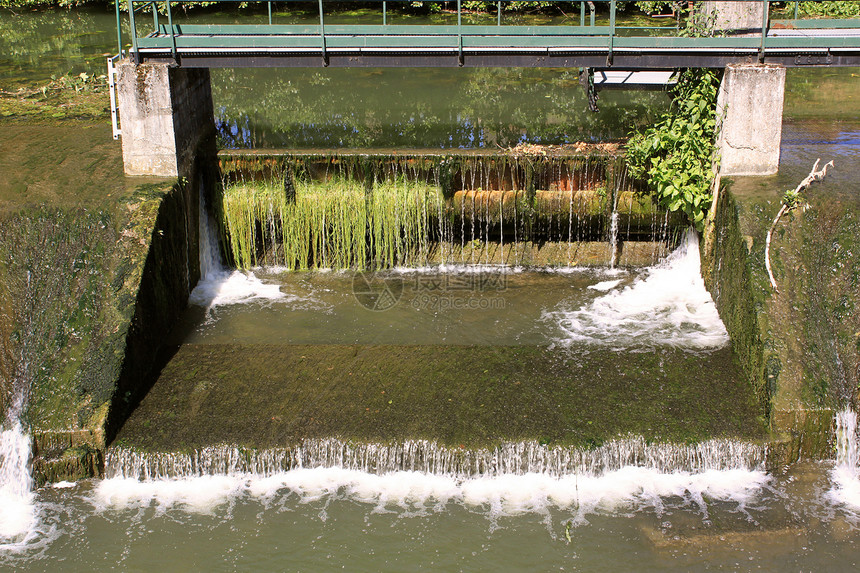 大坝池塘植物泡沫水生植物跑步生态图片