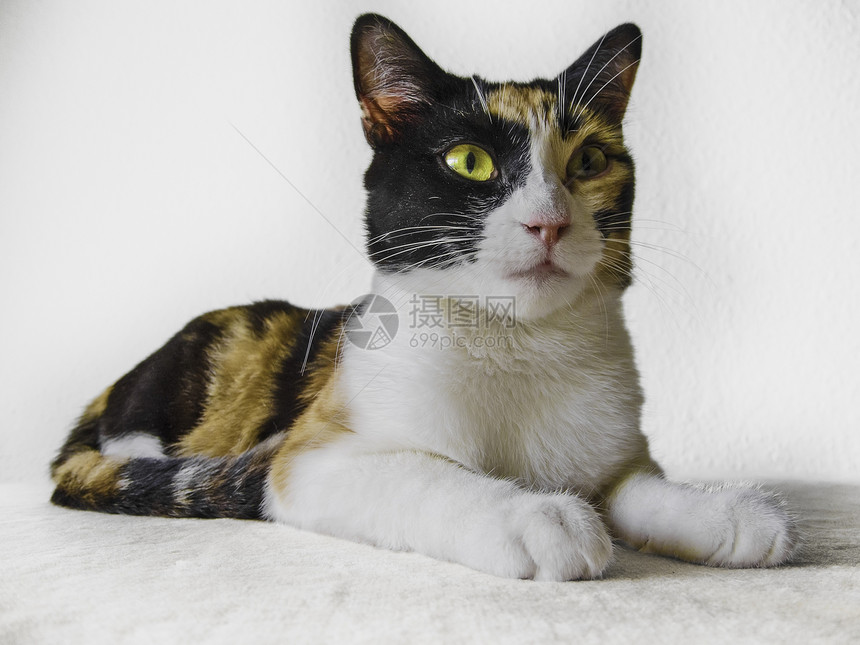 Calico 猫猫咪三色橙子动物猫科动物小猫宠物白色图片