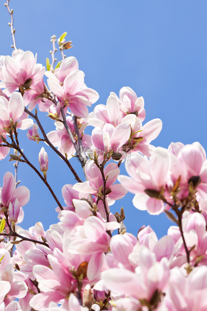 粉红色木兰花 在春天在户外开花天空环境晴天卡片蓝色植物植物群阳光季节花瓣图片
