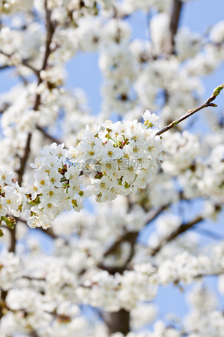在户外春天的美丽白花背景花瓣蓝色晴天植物群宏观公园植物植物学季节图片