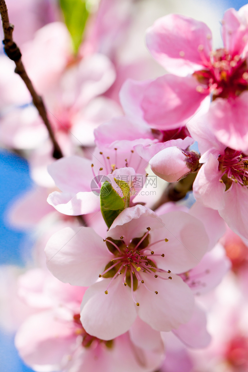 春月樱花和蓝天空花瓣公园水果荒野植物花园园艺植物群宏观柔软度图片