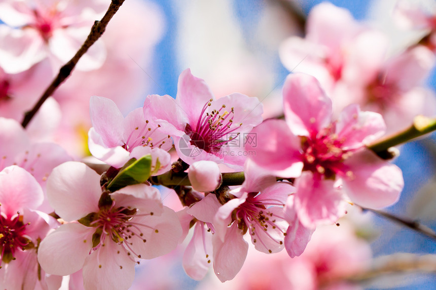 春月樱花和蓝天空植物群宏观园艺花瓣花园季节李子荒野公园柔软度图片