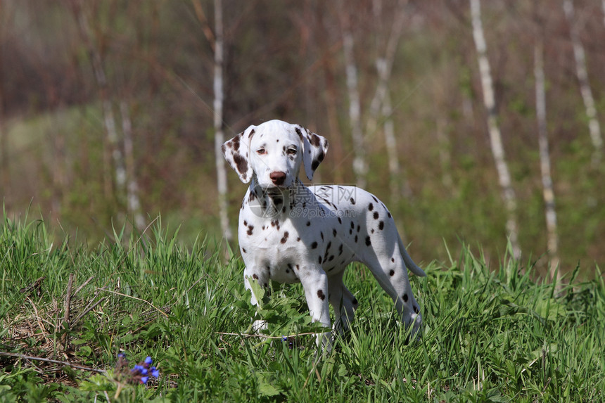 Dalmatian小狗狗宠物血统小狗斑点友谊草地白色哺乳动物黑色绿色图片