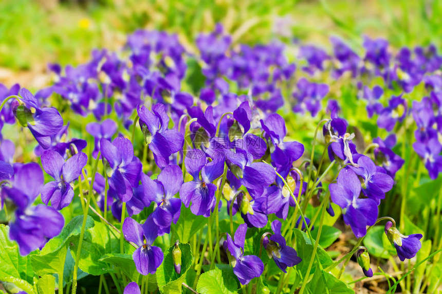紫花花植物学树木紫色绿色活力草地生长阳光野花图片