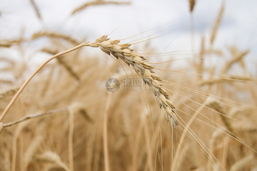 单耳天气小麦干草收获蓝色环境大麦食物玉米生长图片