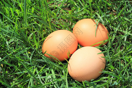 草地中的鸡蛋产品橙子绿色蛋黄食物背景图片