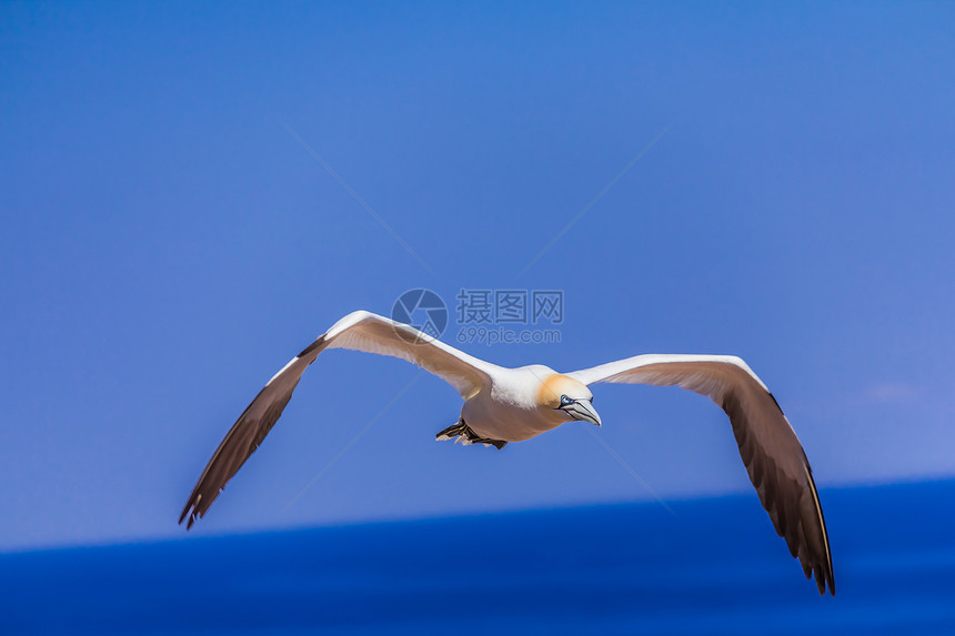 北甘纳特飞行蓝色鸟类殖民地晴天日光坐鸟羽毛白色海鸟大自然图片