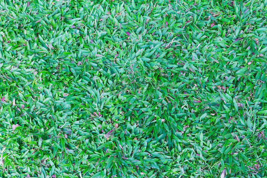 绿绿草环境摄影绿色果岭纹理环境保护草地前院后院背景图片