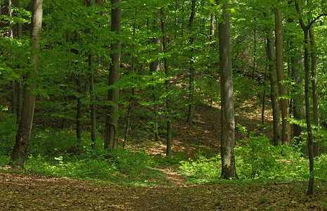脆弱森林叶子阔叶植物群山毛榉绿色树木落叶林榉木背景图片