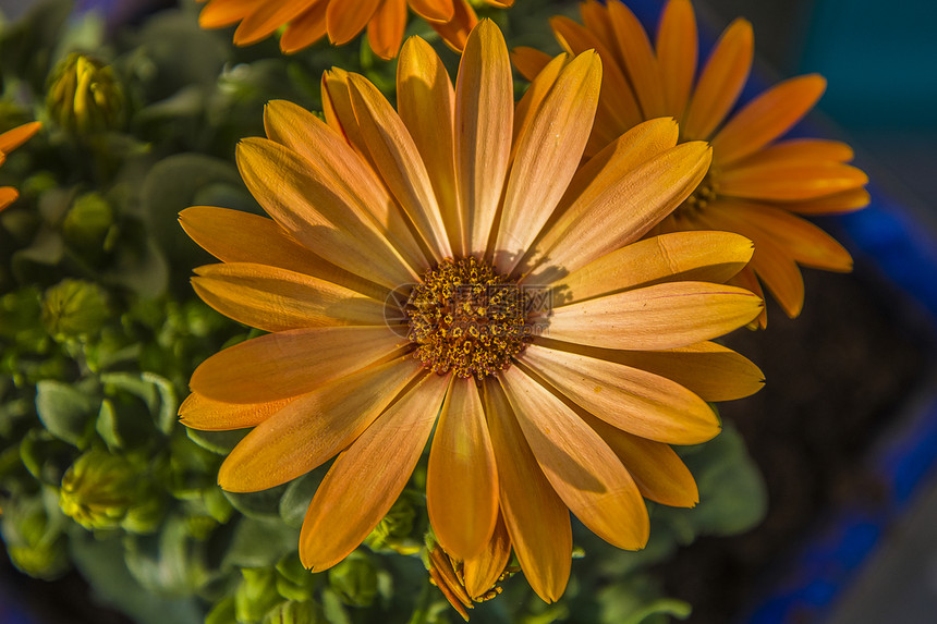 非洲雏菊 海角雏菊 赤土陶器花园橙子喜悦季节花瓣花盆花头宏观植物群植物学图片