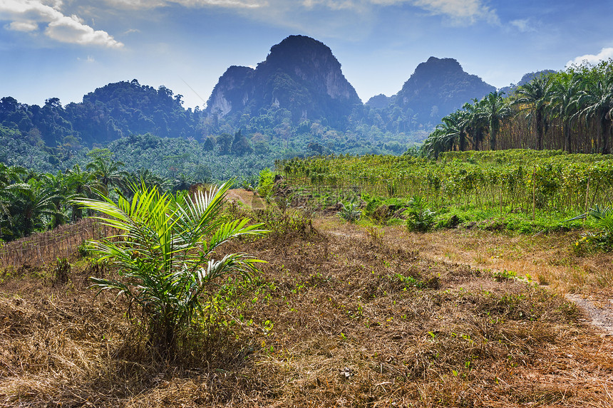泰国岛屿的自然性质 特自然热带雨林全景自然景观森林阳光树叶植物学木头热带图片