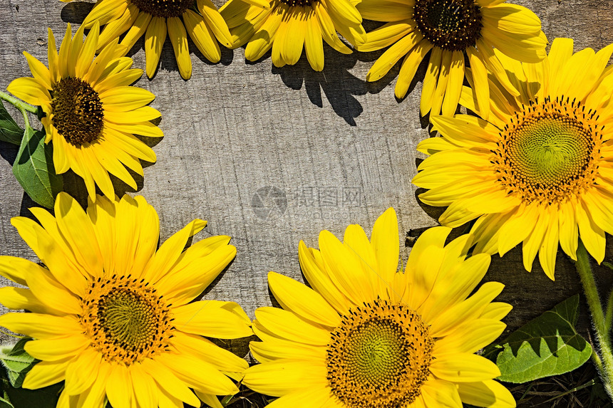 旧板上的向日葵花瓣叶子木头风化横幅花园控制板插图生活黄色图片