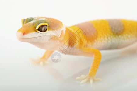 蜥蜴尾甲状腺结膜宏观黄色白色宠物爬虫遗传学杂交种壁虎蜥蜴背景