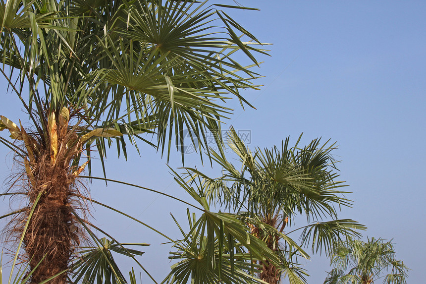 椰枣树的一行假期植物群绿色树叶蓝色热带棕榈天空图片