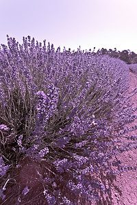 薰衣草布什美丽的紫色紫色花粉的布什背景