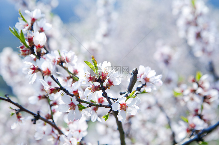 花朵中的樱桃树植物白色国家季节美丽图片