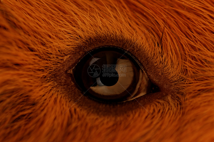 猪眼哺乳动物白色眼睛动物宠物棕色宏观野生动物黑色荒野图片