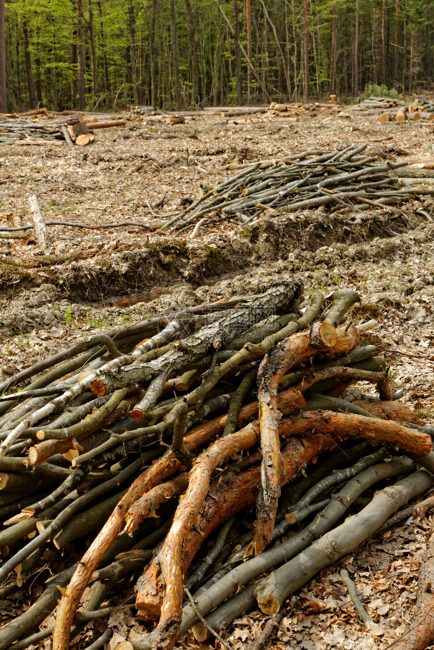 砍伐森林和伐木木头环境生态日志损害活力破坏戒指树干收成图片