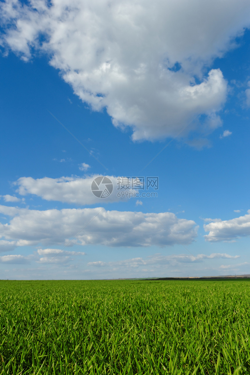 蓝云天空下的小麦田草原农场草地植物风景农田农业玉米牧场环境图片