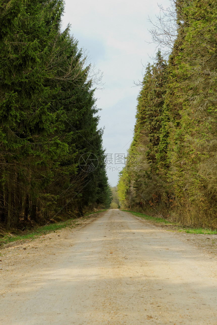 森林中的泥土路木头道路树木场地地平线农场运输植物公园季节图片