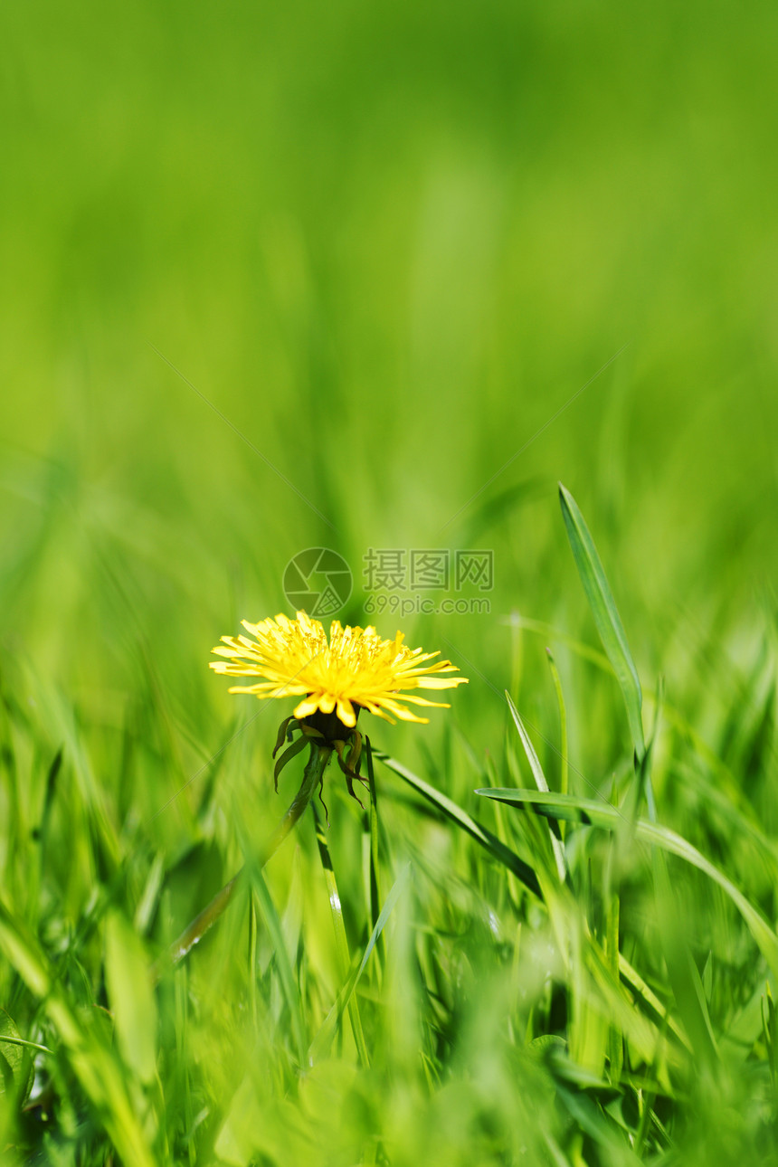 达当量草原荒野场地阳光绿色季节植物群草地植物环境图片