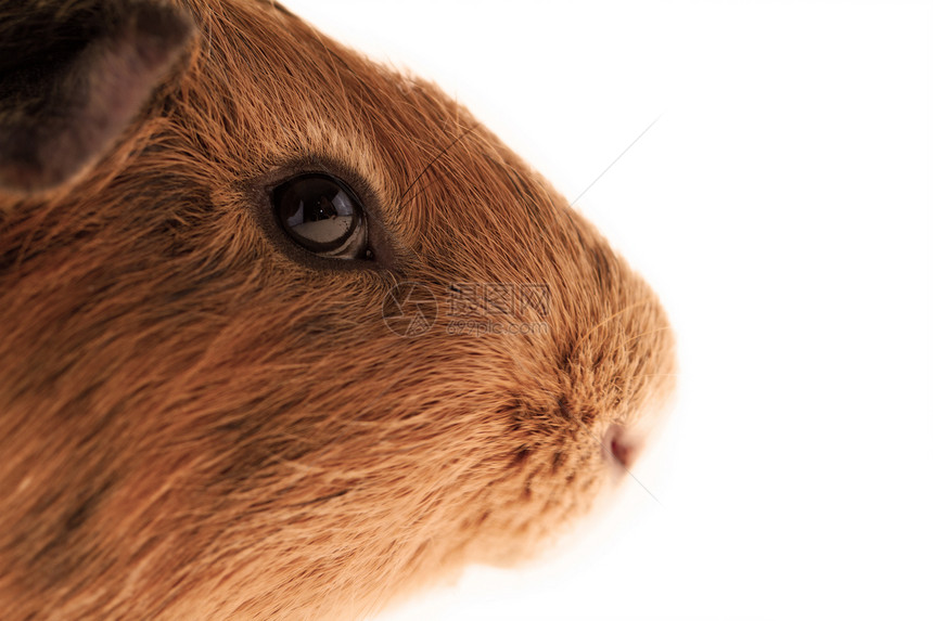 红豚猪头发兴趣仓鼠晶须哺乳动物耳朵眼睛喜悦好奇心橙子图片