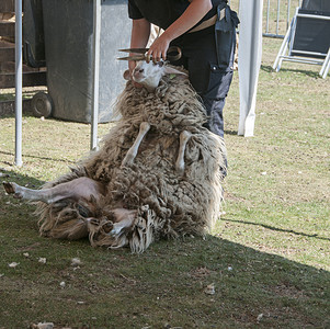 采煤机在霍拉州埃尔梅洛一年一度的牧羊剪羊时采羊背景