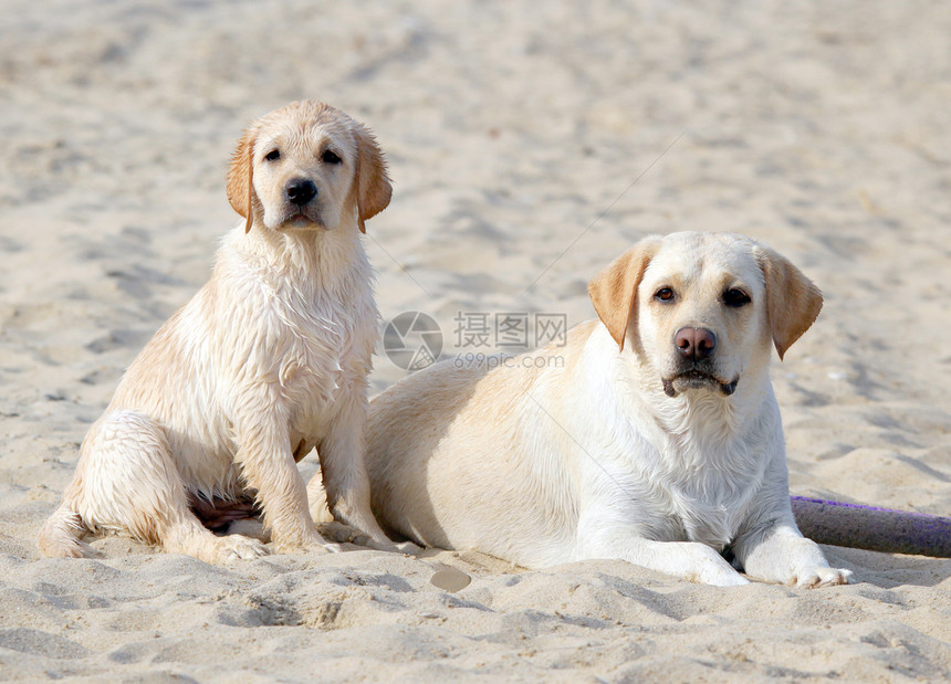两只黄色的拉布拉多 看着大海波浪幸福海滨晴天太阳猎犬白色宠物天空朋友图片