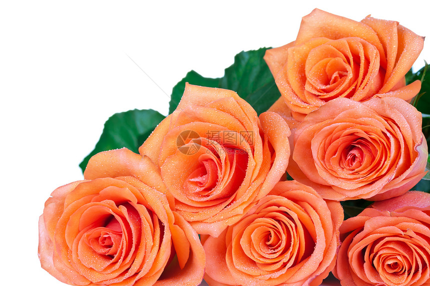玫瑰花植物宏观花园黄色橙子纪念日周年花瓣绿色玫瑰图片