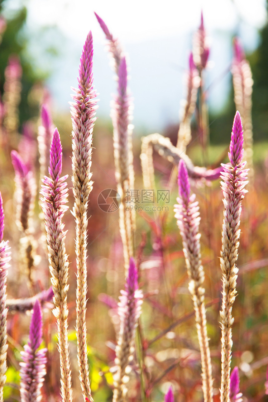 青草的花朵 阳光照耀叶子植物国家公园种子草叶植物群花园热带栽培图片