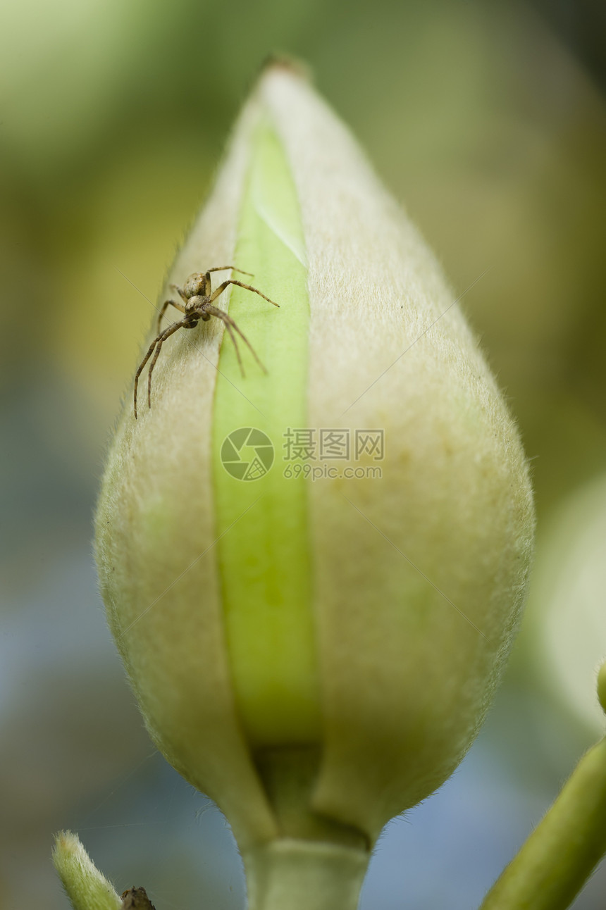 蜘蛛和Magnolia巨美花植物图片