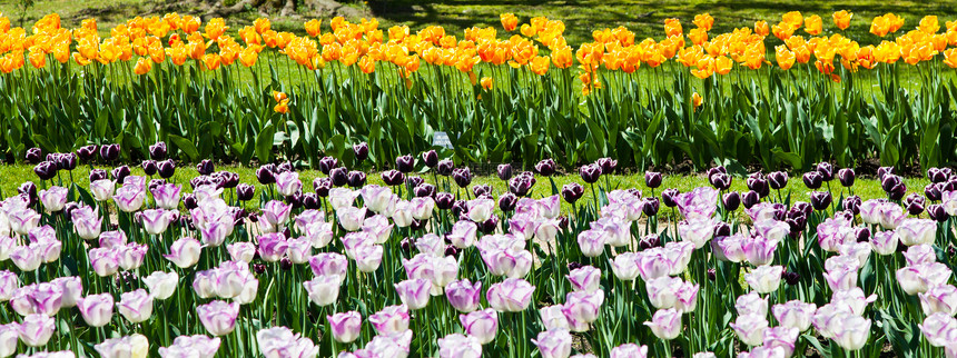 图利普花园公园活力季节绿色农业植物群郁金香黄色花朵花瓣图片