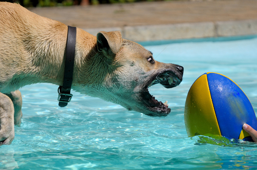 玩球的狗毛皮牙齿蓝色黄色游泳池图片