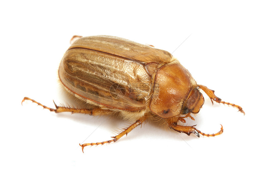 棕色甲虫生物学植物野生动物动物漏洞骨骼害虫昆虫学身体生态图片